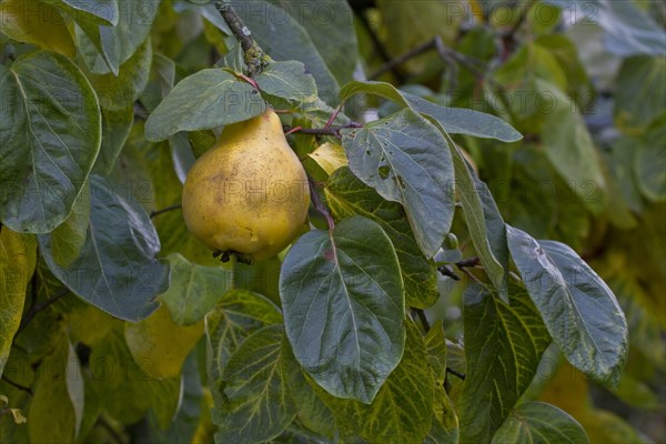 Quince fruit