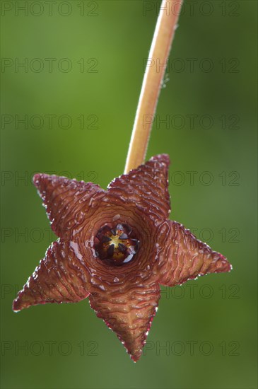 Carrion flower