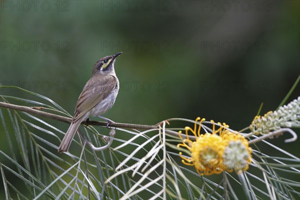 Yellow-faced honeyeater