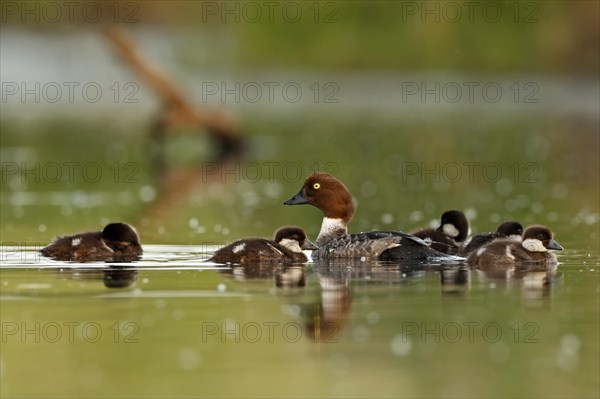 Female Common Goldeneye