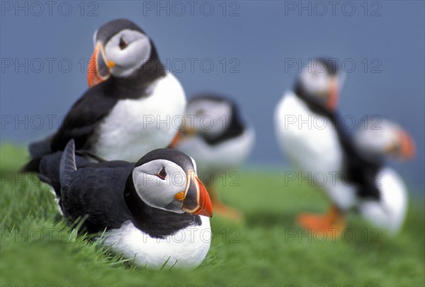 Puffin