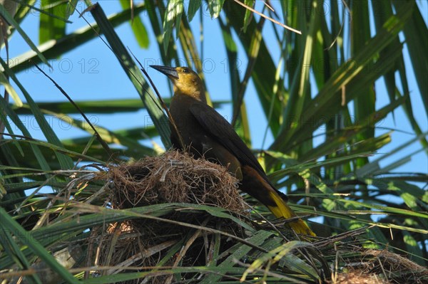 Broad-crested Oropendola with nest