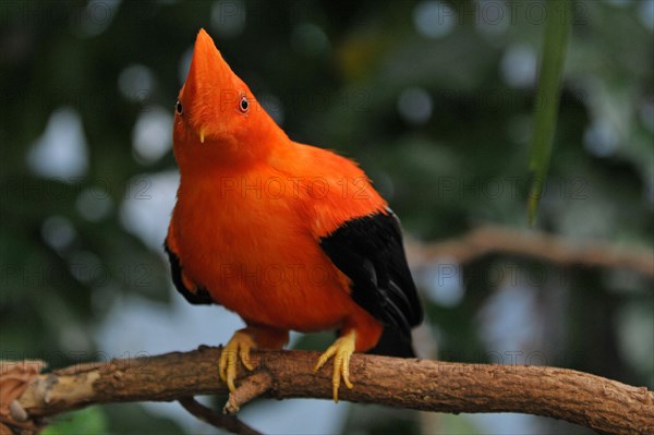 Andean Rock Cock