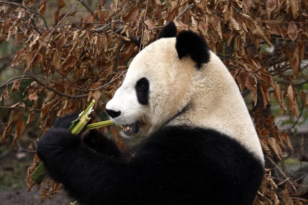 Giant panda