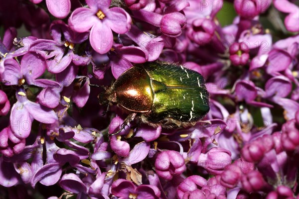 Rose chafer