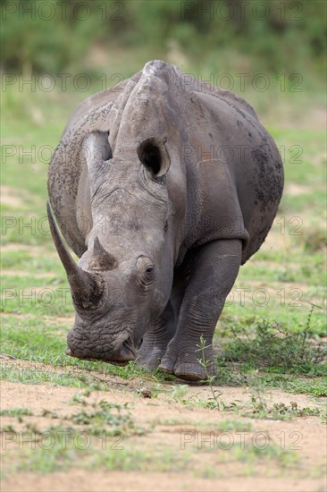 White rhinoceros