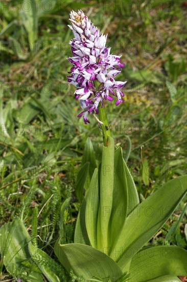 Helmeted Orchid