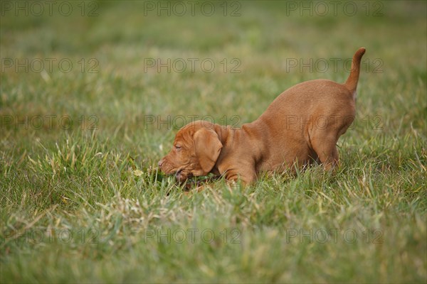 Shorthaired Hungarian Pointing Dog