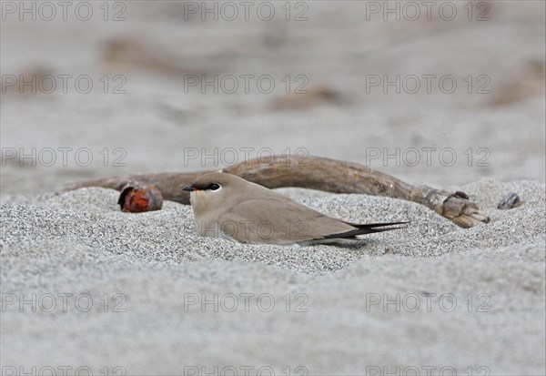 Small Pratincole