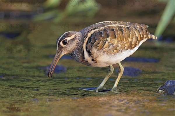 Rostratula greater painted-snipe