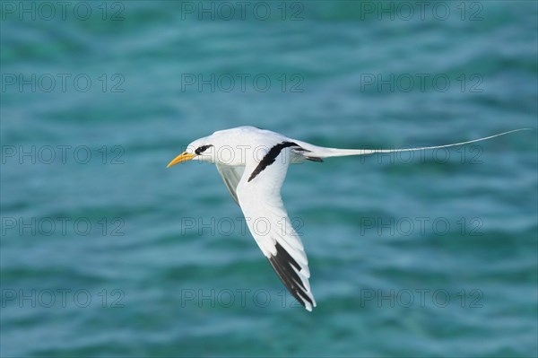 White-tailed tropicbird