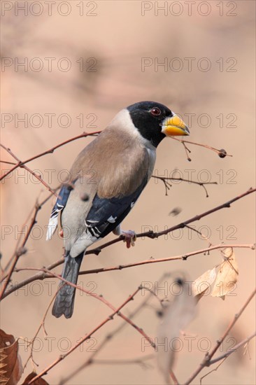 Coccothraustes migratorius