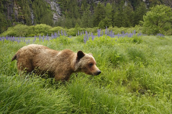 Grizzly Bear