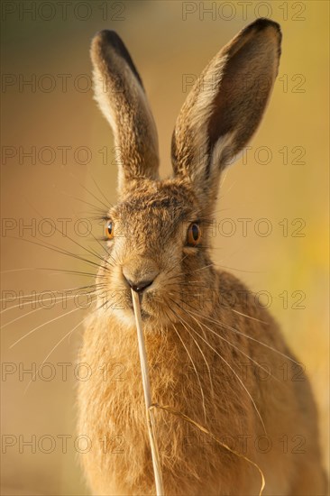 European hare