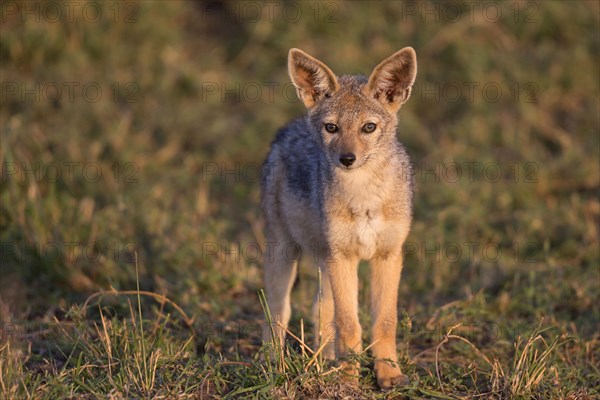 Black-backed jackals