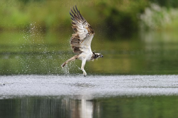 Western osprey