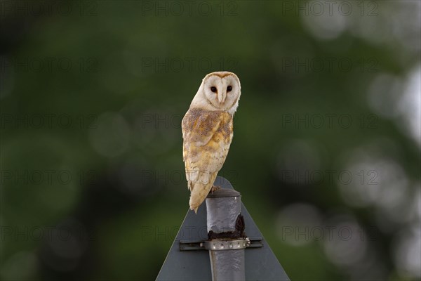 Barn Owl