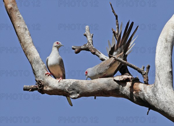 Diamond Dove