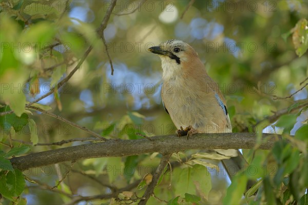 Eurasian Jay