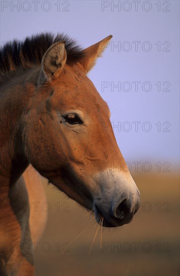 Przewalski's horse