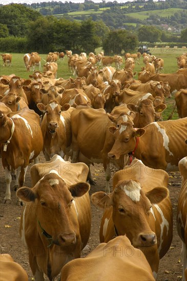 Domestic Cattle