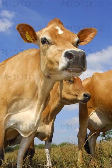 Domestic cattle