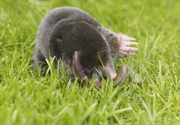 European Mole