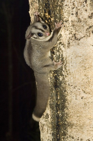 Sugar gliders