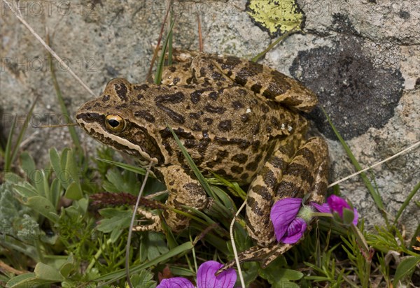 Long-legged wood frog