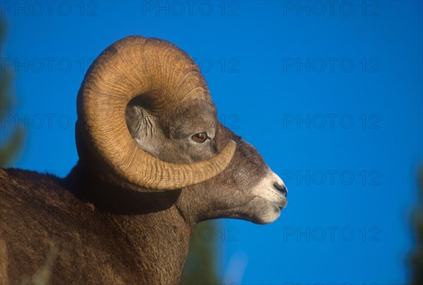 Bighorn sheep