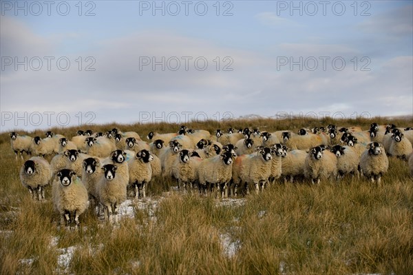 Domestic sheep