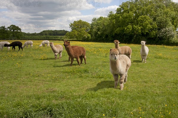 Alpaca