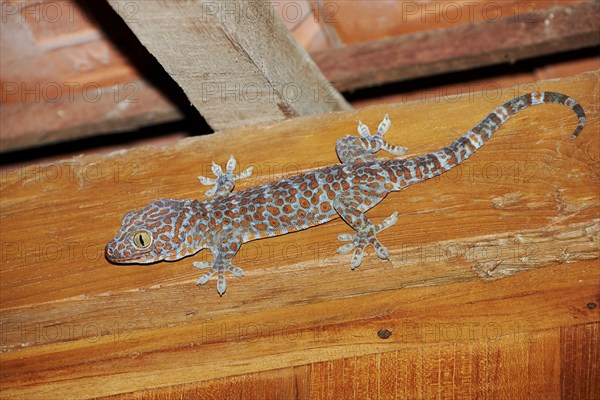 Tokay gecko