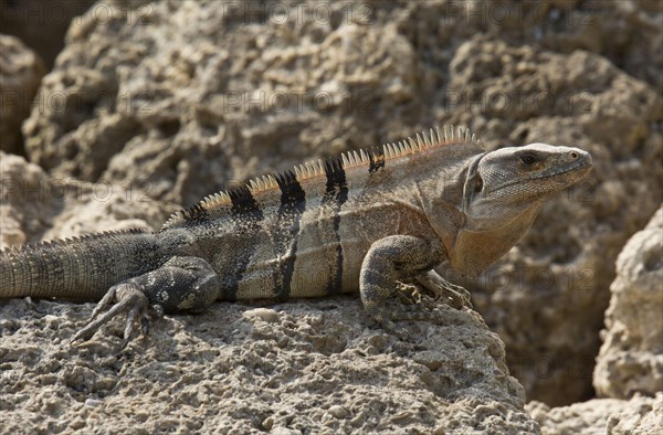 Black Spiny-tailed Iguana