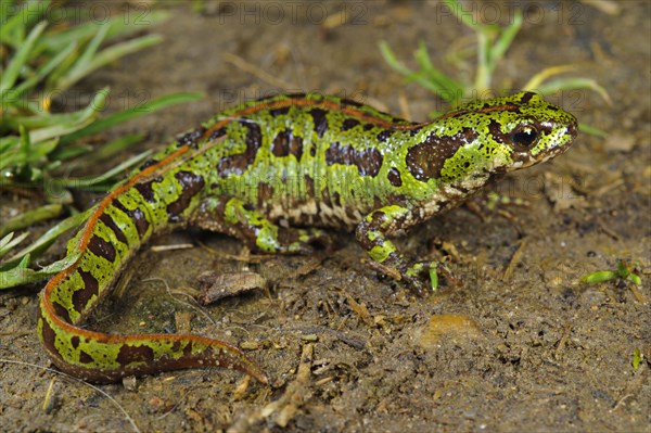 Southern Marbled Newt