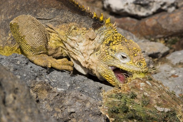 Land Iguana