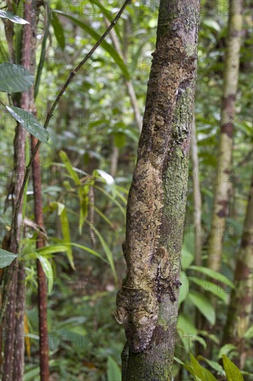 Flat-tailed Gecko