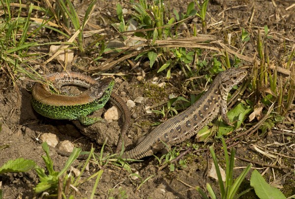 Sand Lizard