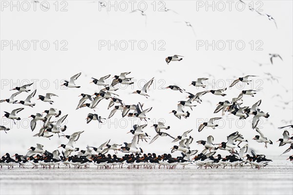 Swarm of Eurasian eurasian oystercatcher