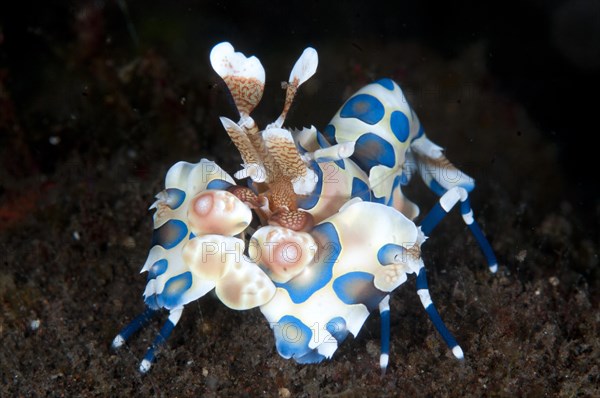 Harlequin Shrimp