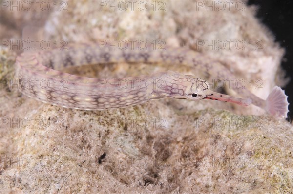 Lying pipefish