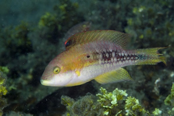 Two-spot Wrasse