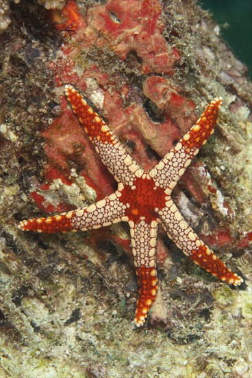 Pearl Starfish