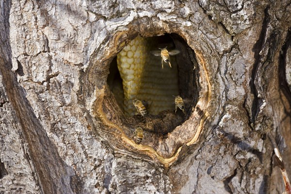 Western Honey Bee