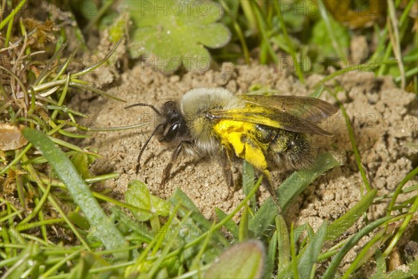 Solitary digger bees