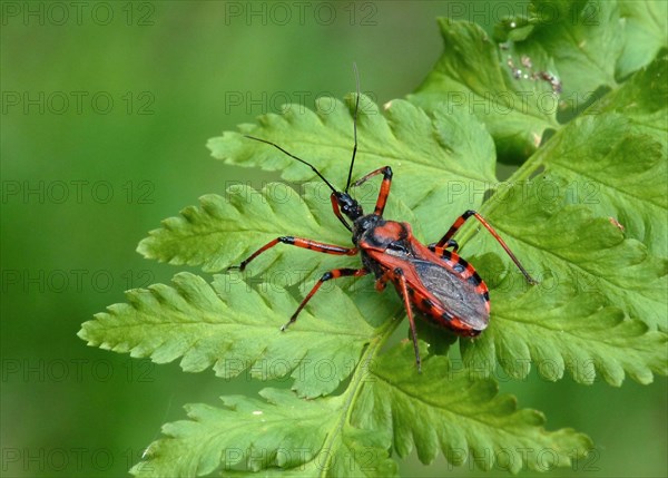 Red assassin bug