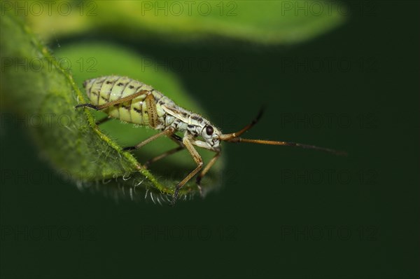 Miris dolabratus