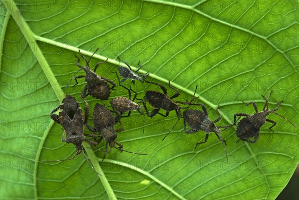 Orange-tipped leaf-footed bug