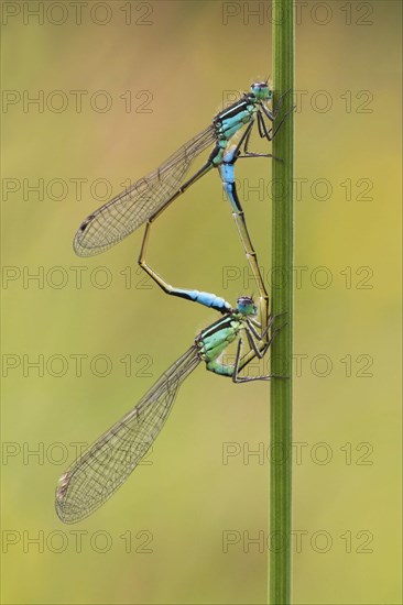 Blue-tailed Damselfly