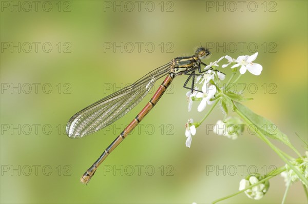 Early damselfly